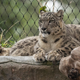 Snow leopards seen at the Melbourne Zoo on June 01, 2020 in Melbourne, Australia.